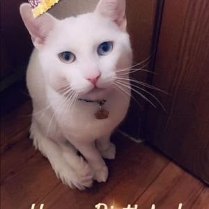 Meet your Posher, George